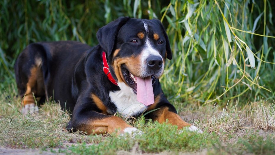 Greater swiss bernese mountain hot sale dog